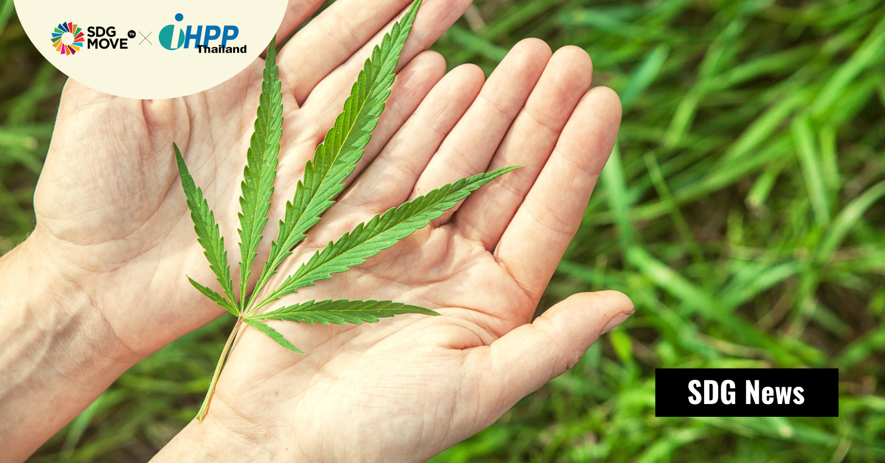 www.medcannabis.go.th เว็บไซต์ ‘กัญชาทางการแพทย์’ โดยกระทรวงสาธารณสุข