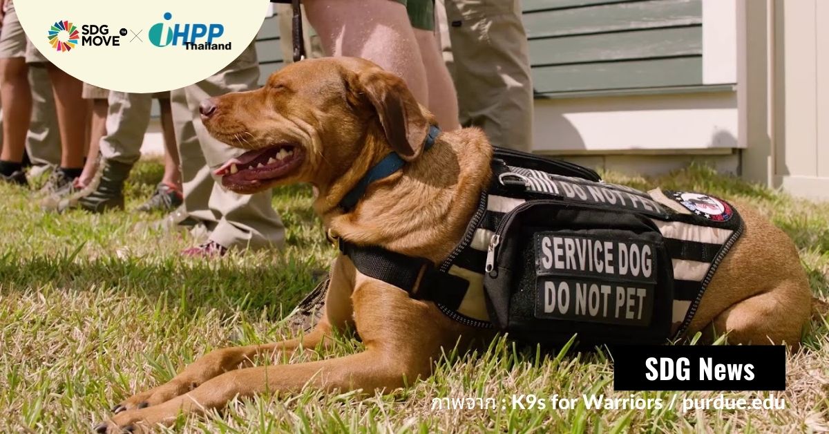 สุนัขบริการ (service dog) สามารถช่วยบรรเทาความเครียดของทหารผ่านศึกที่มีภาวะ PTSD