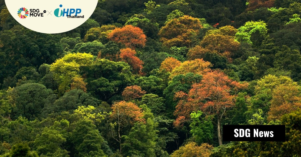 พื้นที่ป่ามรดกโลก 257 แห่ง ช่วยดูดซับคาร์บอนไดออกไซด์ไว้มากถึง 190 ล้านตันต่อปี