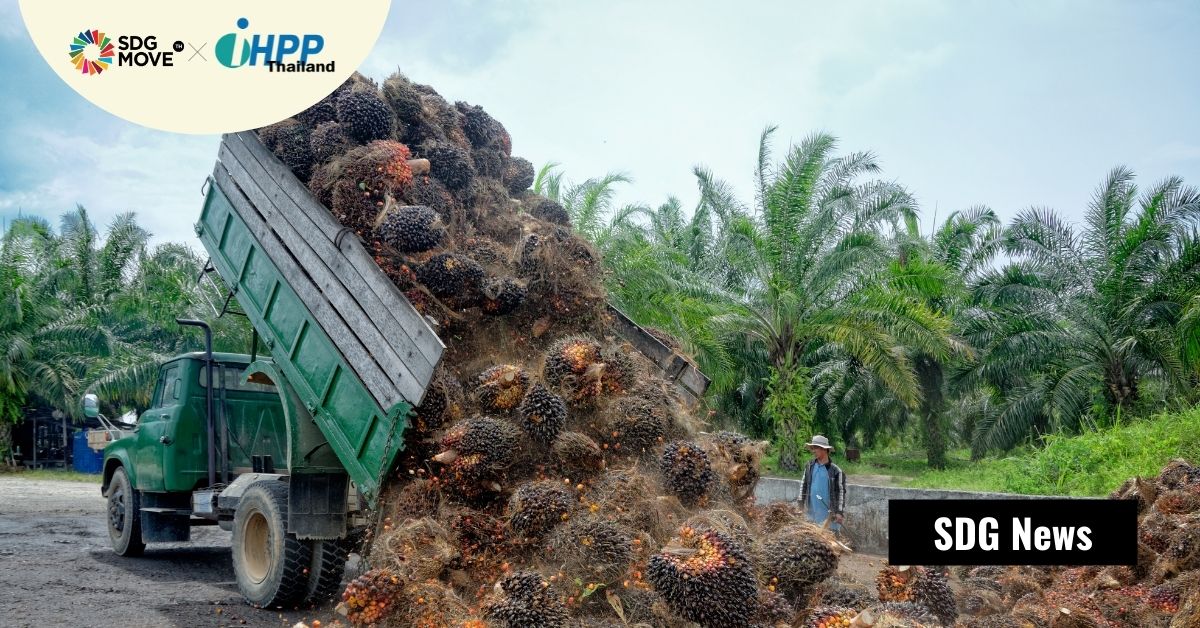 บางส่วนของป่าไม้อินโดนีเซียเป็นพื้นที่ปลูกน้ำมันปาล์มผิดกฎหมาย กระทำโดยบริษัทผู้ผลิตที่ผ่านมาตรฐานความยั่งยืน RSPO
