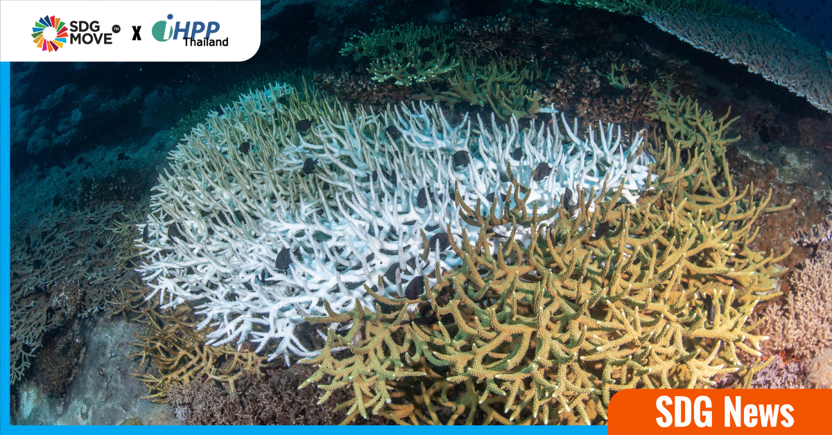 หลายพื้นที่ทั่วโลกประสบ สภาวะ ‘ปะการังฟอกขาว’ ครั้งใหญ่ เหตุจากภาวะโลกร้อน-กระทบต่อระบบนิเวศ